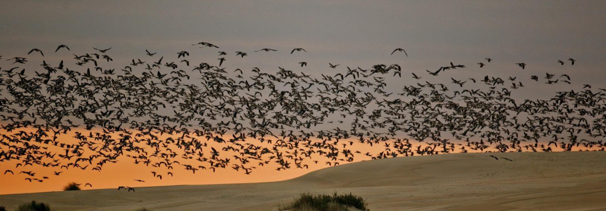 Cerro-de-los-ansares-©JM-Perez-de-Ayala